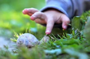 Child touching snails in green grass